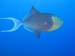 Moorea Underwater delights - by Cool Bananas (6)