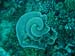 Moorea Underwater delights - by Cool Bananas (7)