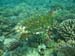 Moorea Underwater delights - by Cool Bananas