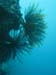 More Kelp  - by Cool Bananas