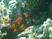 Orange Fish in the coral - by Cool Bananas