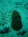 Sea Cucumber - Maybe - by Cool Bananas