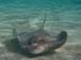 Stingrays  - by Cool Bananas (2)