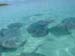 Stingrays  - by Cool Bananas (5)