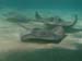 Stingrays  - by Cool Bananas