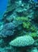 Undersea garden - by Cool Bananas