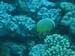Underwater wonderworld - by Cool Bananas