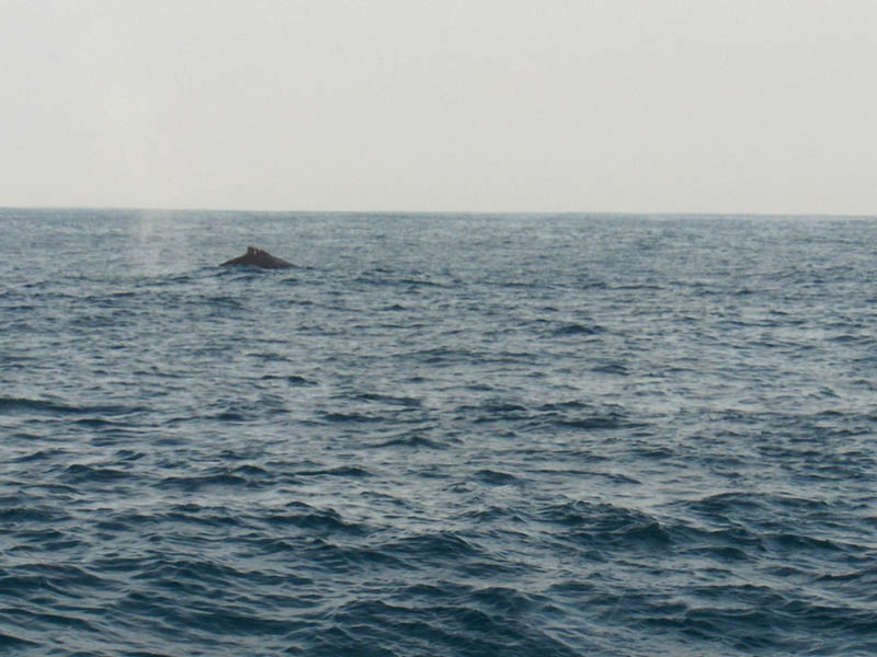 Ballenas