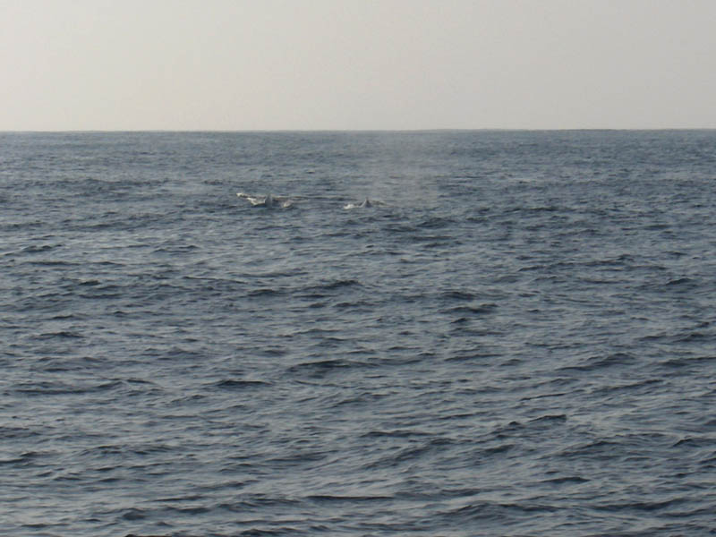 Pair of whales swiming