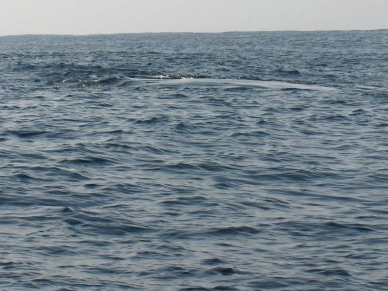 Slick over the whales