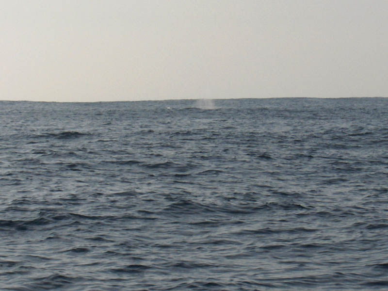 Whale Blowing