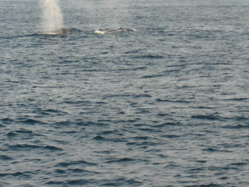 Whale Blows