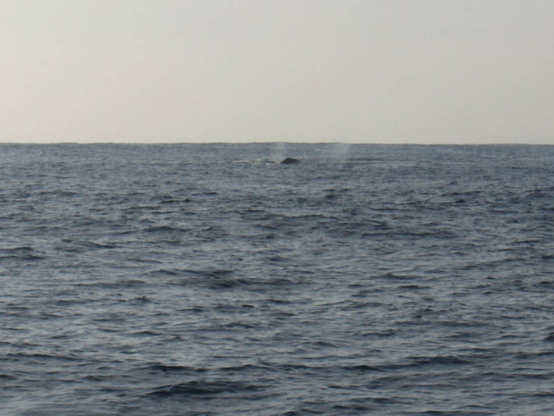 Whale Sounding