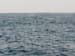 Diving