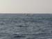Whale Sounding