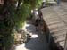 Home Garden II