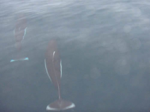 Dalls Porpoise at the bows