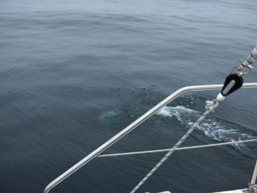 Dalls Porpoise to starboard