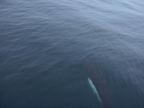 Dalls Porpoise