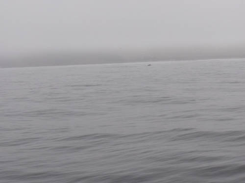 Humpback in the Mist