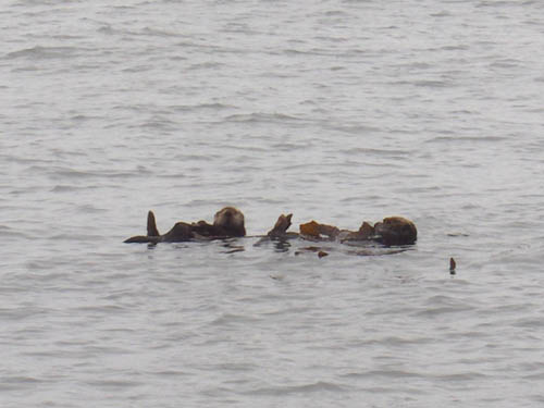 Sea Otter Snoozing on a bed of Kelp