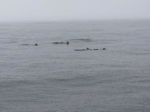 Sea Otters Stickin there noses out of a silvery sea 2