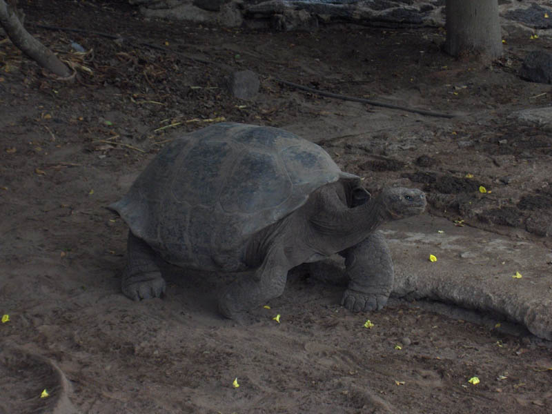 Galapagos with a twinkle in his eye