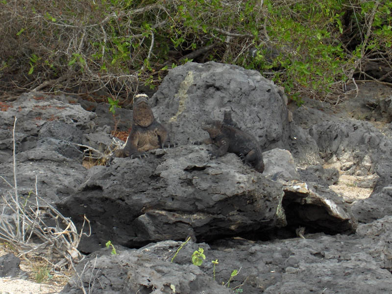 Iguana Family