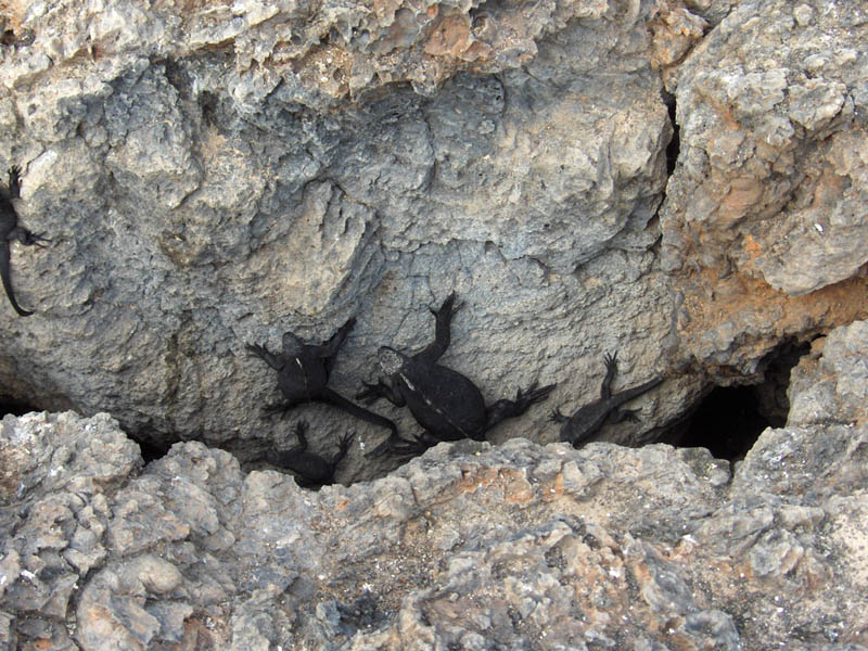 Iguans on the rock