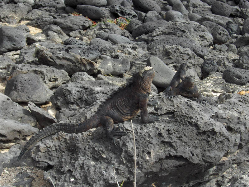 Proud Iguana