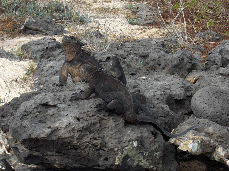 Three Iguanas