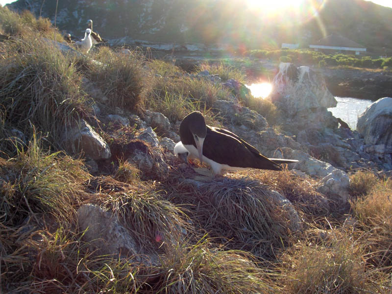 Booby in the sun