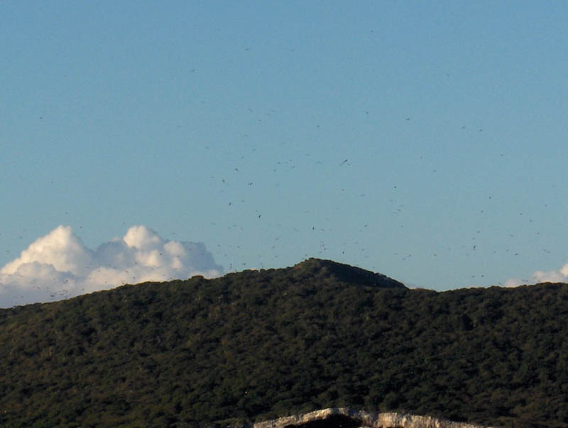 Look at all those birds