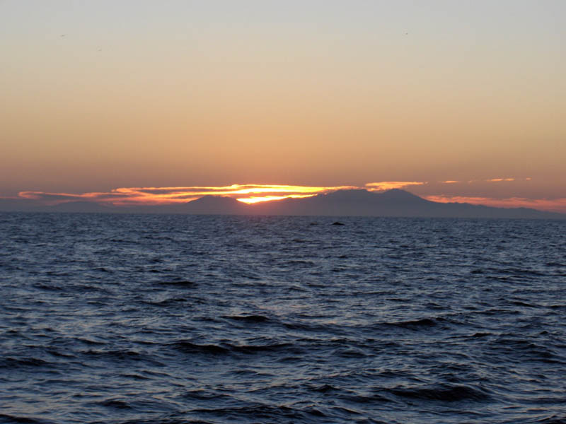 Whale in the Dawn