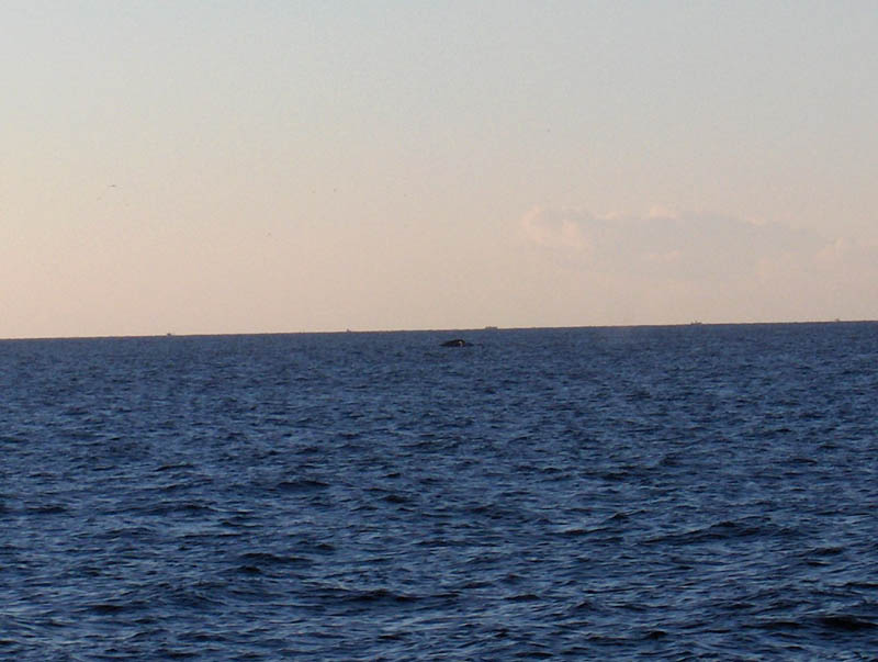 Whale