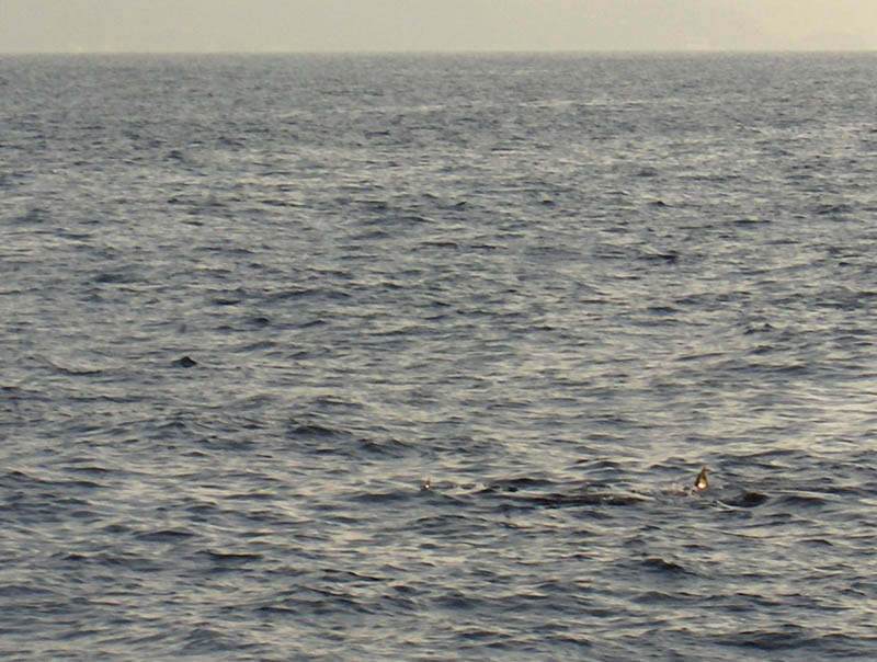 The two white spots are the Manta's wing tips - about 10 feet accross