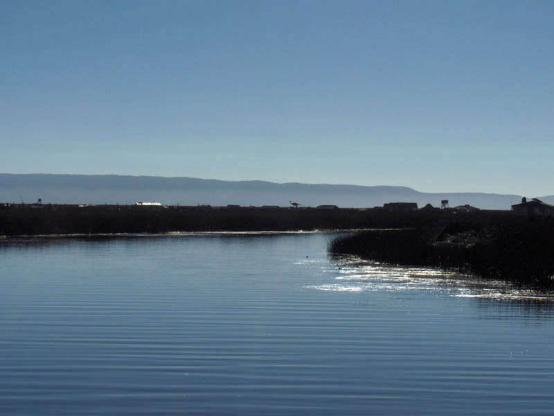 Bird on the Horizon