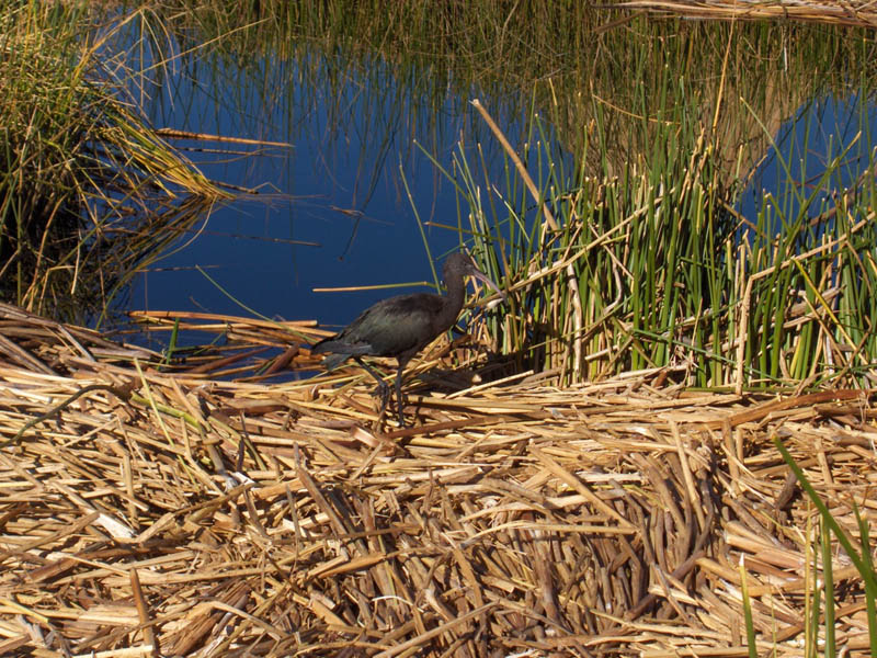 It is kind of mushy to walk on the island - a little like walking on a water bed