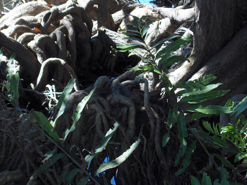 Boa Constrictor Hiding