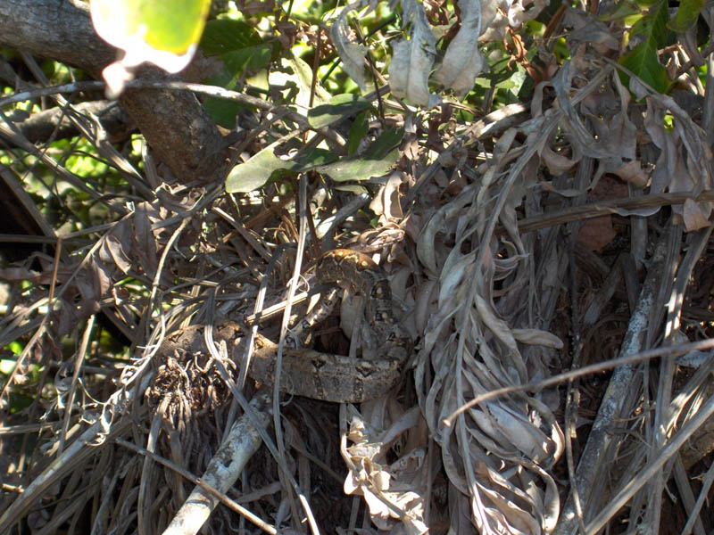 Boa Constrictor