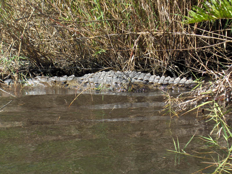 Crock Hanging in the Swamp