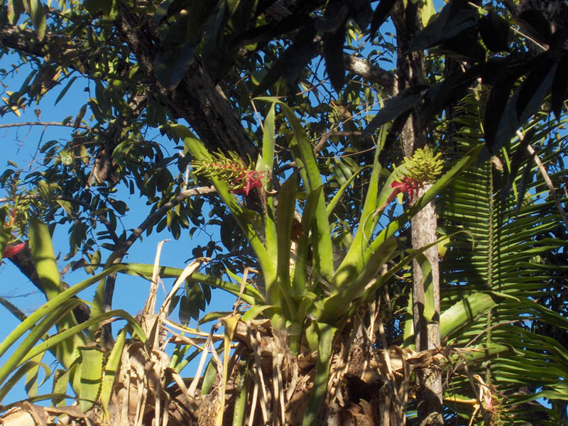 Flowers in the Trees