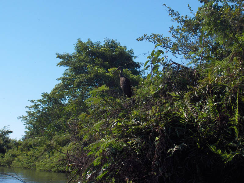 Heron Again