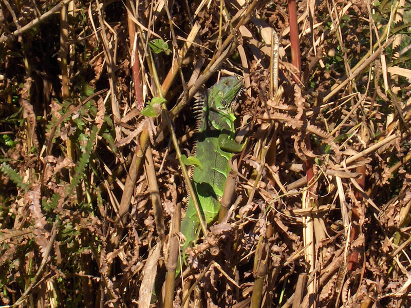 Iguana