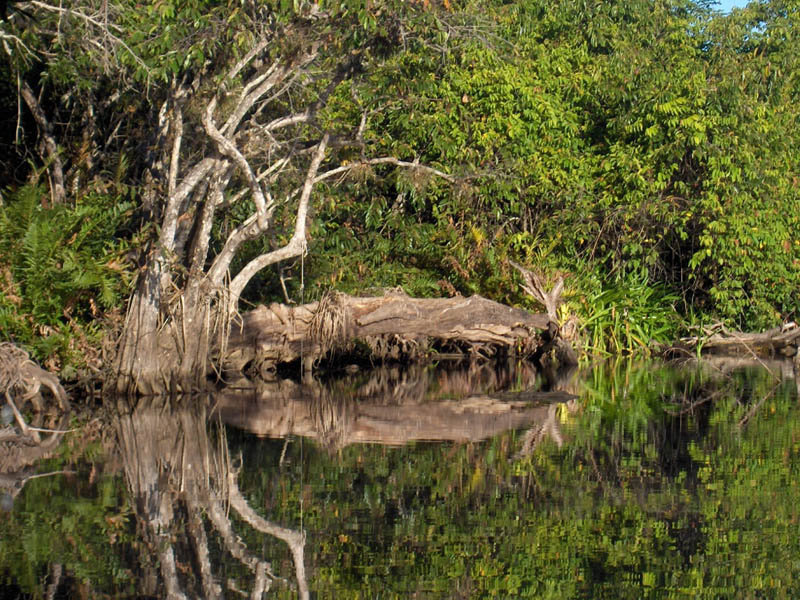 Jungle Reflections