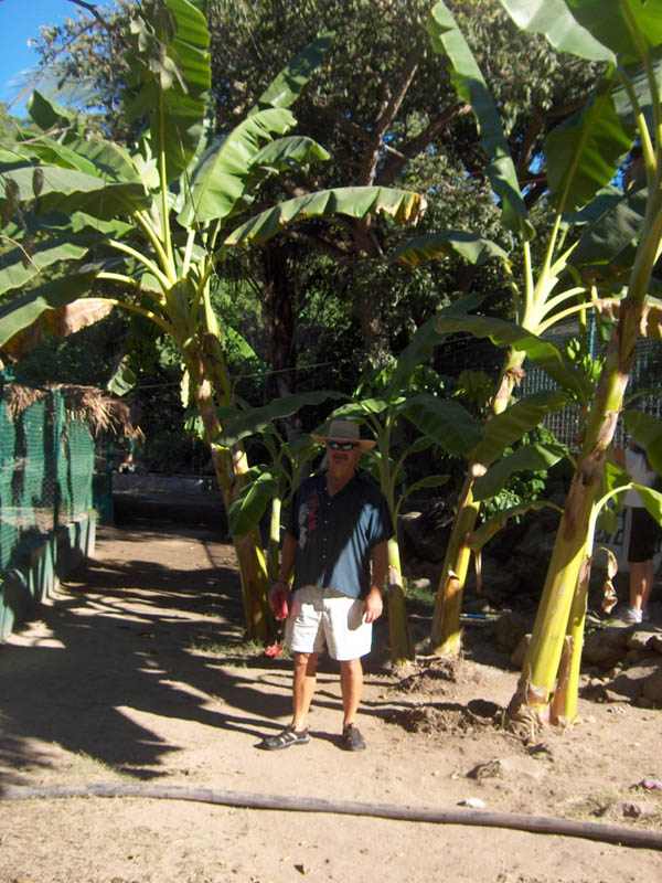 Man under Banna Tree