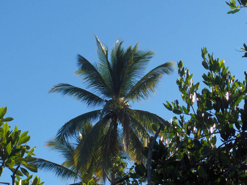 Palm in the sky