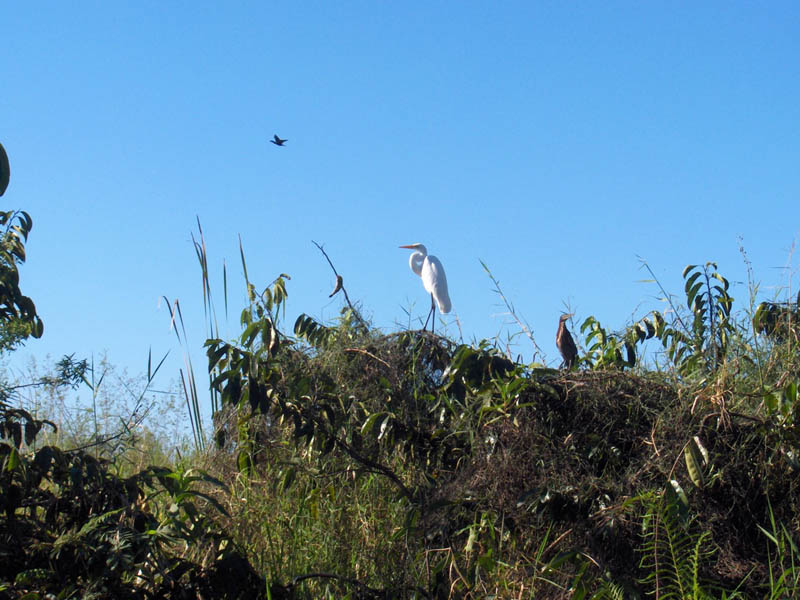 White Heron