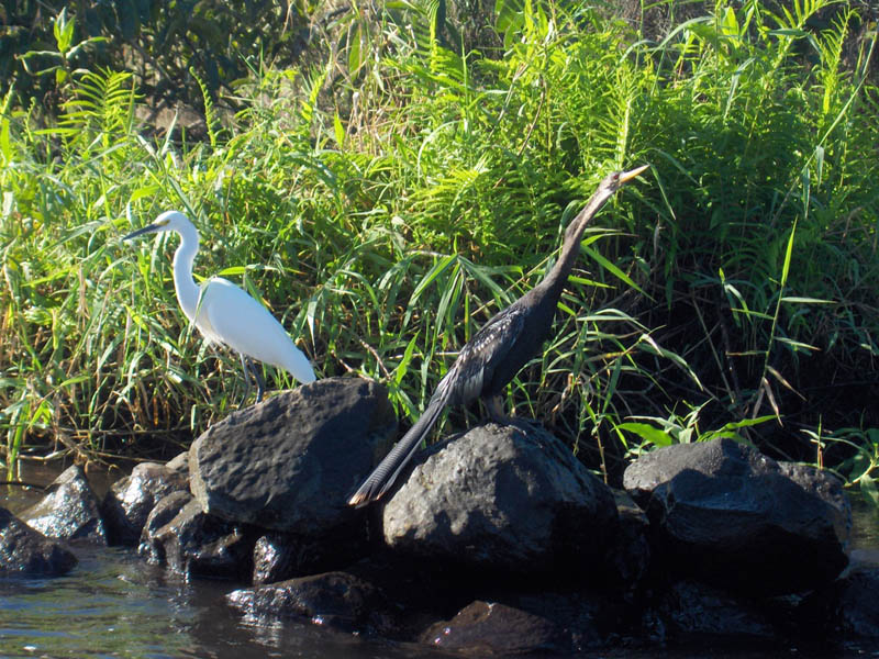 White and Blue Herons