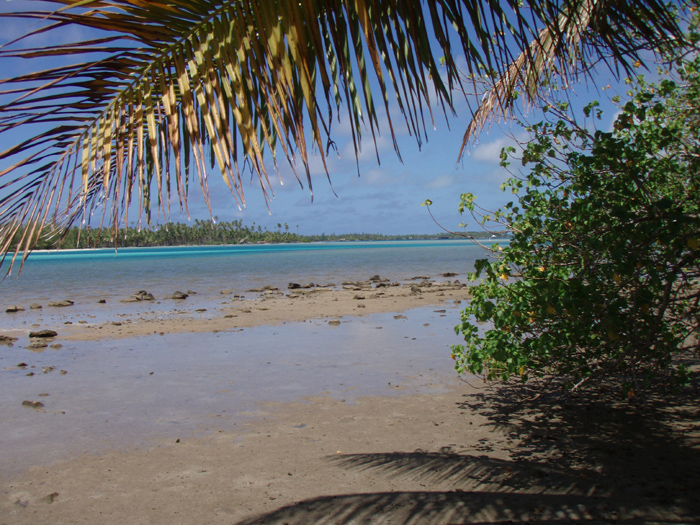 Palm over lagoon